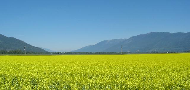 Canola The Flats Creston