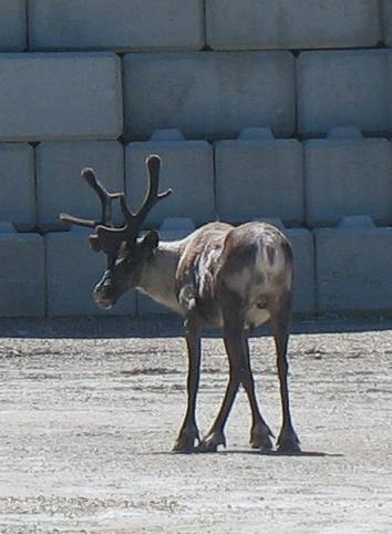 Kootenay Pass PH-3
