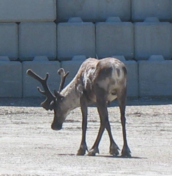 Kootenay Pass PH-3