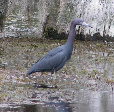 Wakulla Springs State Park