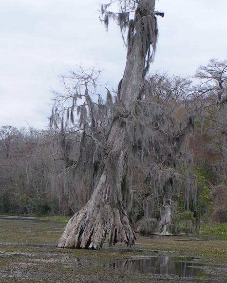 Wakulla Springs State Park