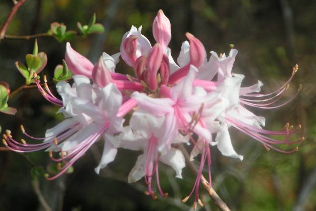 Wild azalea Sopchoppy, Florida