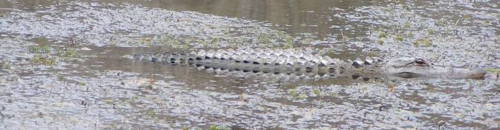 St Marks National Wildlife Refuge