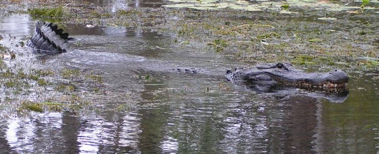 Wakulla Springs State Park