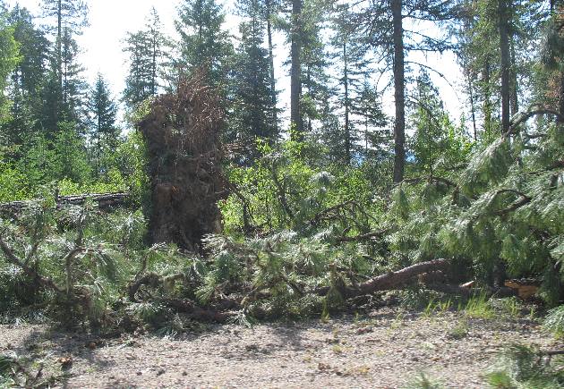 Storm damage near Priest Lake