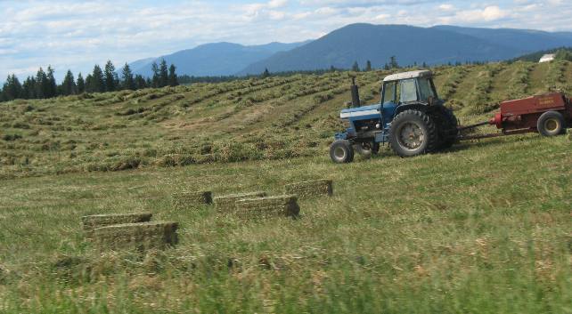 Northern Idaho Hay and grain