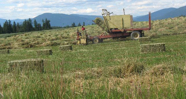 Northern Idaho Hay and grain