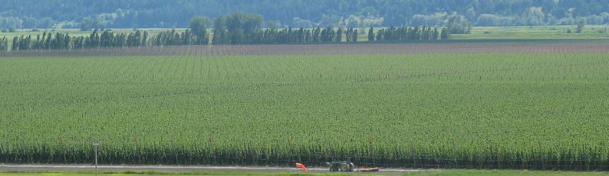Northern Idaho hops field