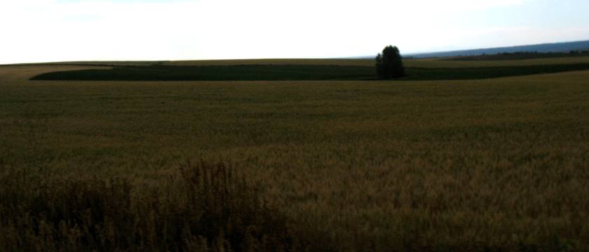 Grain prairie south of Island Park and north of Ashton, Idaho