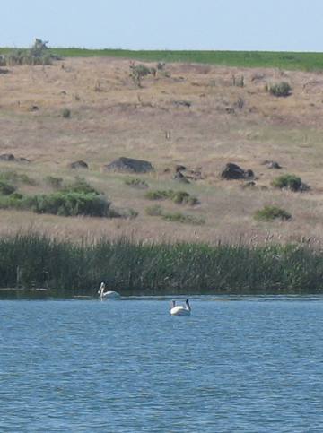 White Pelicans in the Snake River