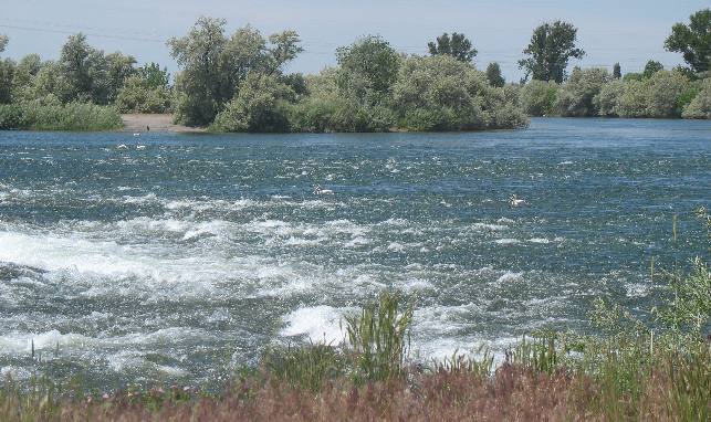 Rapids & Russian Olive trees below the Minidoka Dam on the Snake River