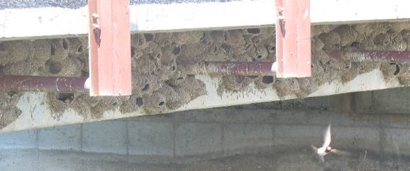 Cliff swallow nest under bridge over Minidoka irrigation canal in southern Idaho