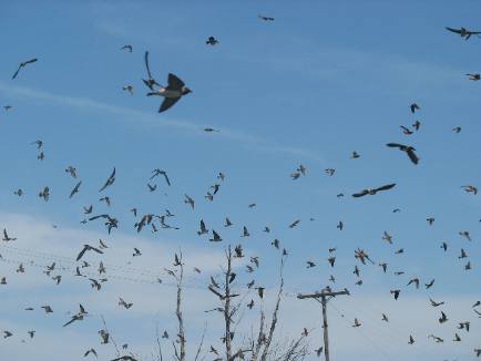 Large colony of cliff swallows
