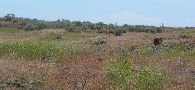 Sage brush and lava rock