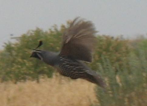 California quail Hagerman Valley