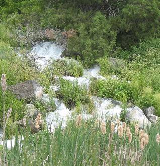 THOUSAND SPRINGS in the Hagerman Valley