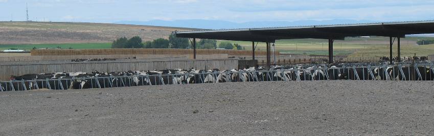Idaho dairy production ranks 4th as largest in the U.S..