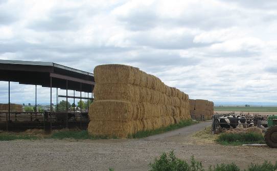 Idaho Dairy hay supply 