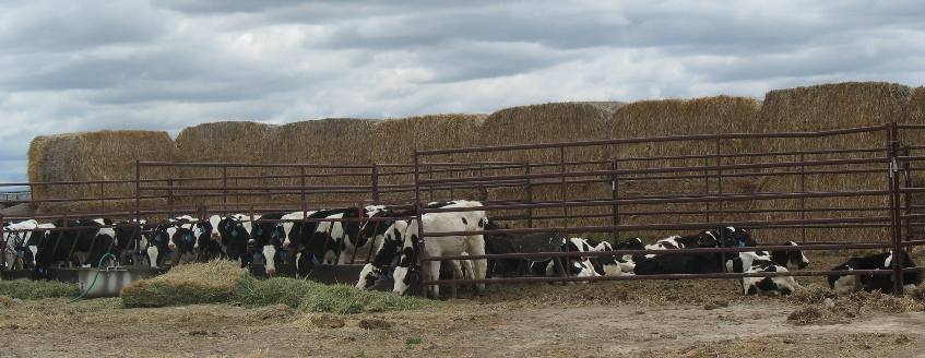 Large dairy around Buhl and Hagerman, Idaho