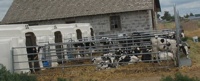 Idaho dairy calves