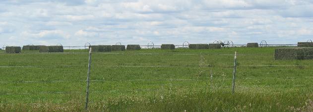 Idaho dairy industry needs large hay operations
