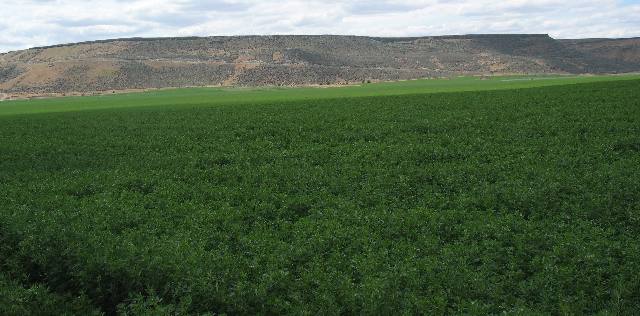 Snake River Valley agriculture