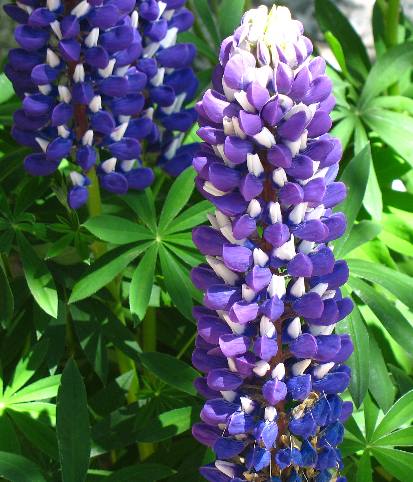 Lupine at Sun Valley Lodge