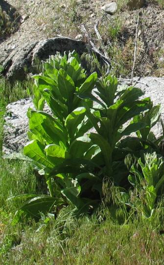 Charmin plant 