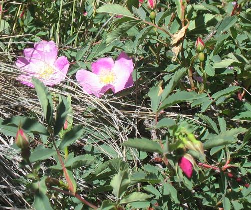 Wild Rose blooms