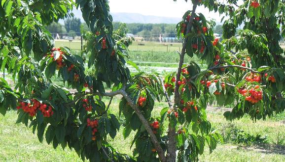 Cherry pickin time at Plaza Fruit Ranch