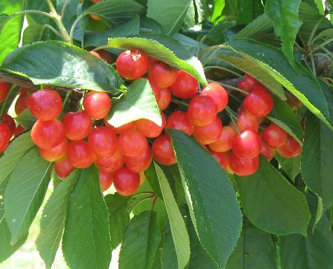Ranier cherries as pollinators at Plaza Fruit Ranch