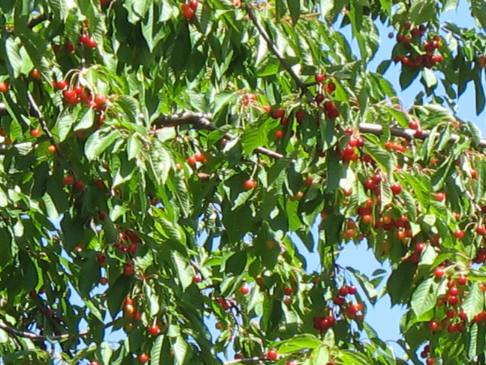 Pie cherries on tree near White Bird, Idaho