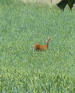 Deer seem to make their home in the grain fields of western Idaho