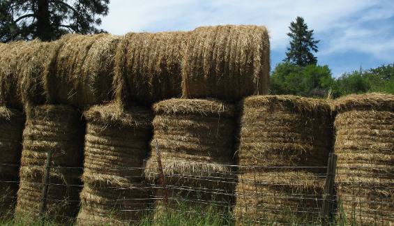 Western Idaho agriculture consists of intensive hay operations in areas like White Bird