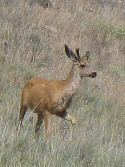 Mule deer at Pittsburgh Landing in Hells Canyon NRA southwest of White Bird, Idaho