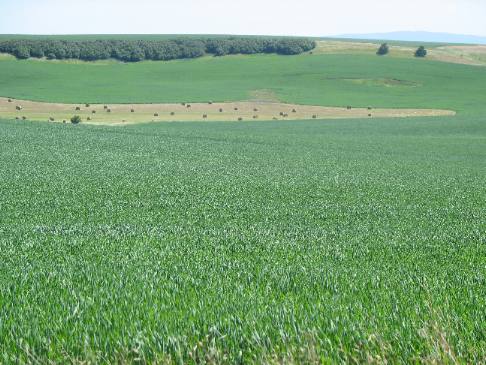 Extreme eastern section of Lewis & Clarks famous Camas Prairie