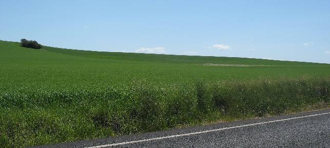 Grain field on Camas Prairie east of Nezperce in western Idaho