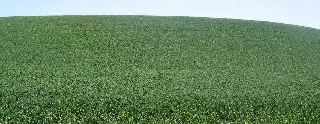 Lush fields of grain with no apparent irrigation
