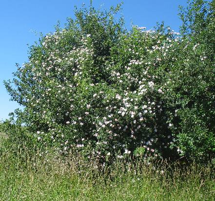 Wild roses on a small patch of land in the eastern Camas Valley around Nezperce, Idaho