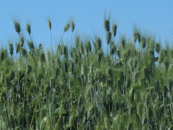 Heads of grain, probably oats, in the Camas Valley east of Nezperce, Idaho