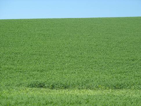 This bean field in the Camas Prairie around Nezperce stretches to the horizon