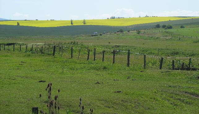 Bright yellow canola field in the Camas Valley of western Idaho