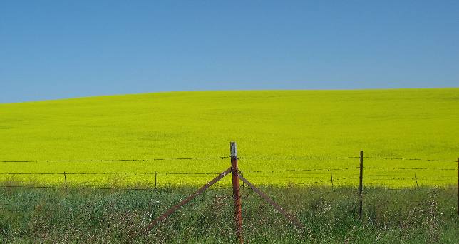 Canola field on Camas Prairie in western Idaho south of Nezperce