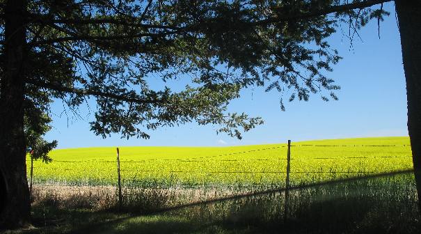 Canola Field outside Nezperce in the Camas Valley of western Idaho