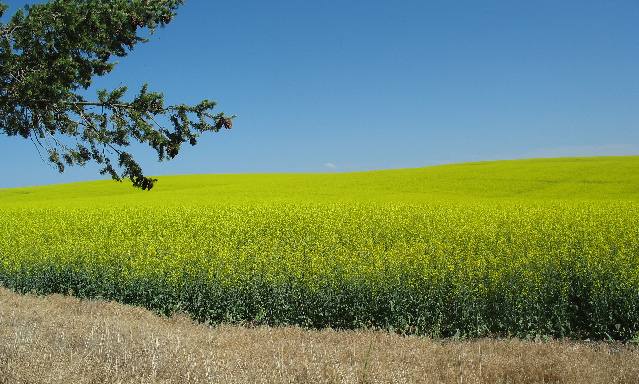 Canola field outside Nezperce in the Camas Valley of western Idaho