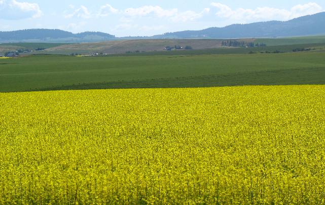 Contrasting fields of Canola and grain on the Camas Prairie south of Nezperce