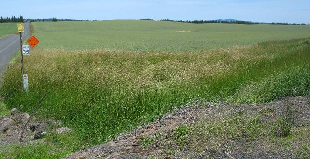 Weippe prairie