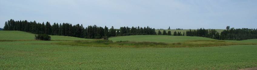 Weippe prairie