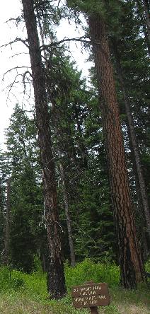 Heyburn State Park on Chatcolet Lake