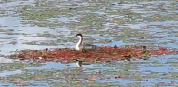 Coeur d'Alene Scenic Drive
